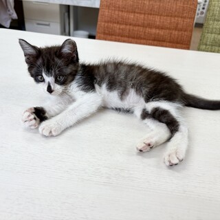 生後2ヶ月の美形子猫ちゃんの里親募集中