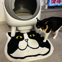 しゃけ