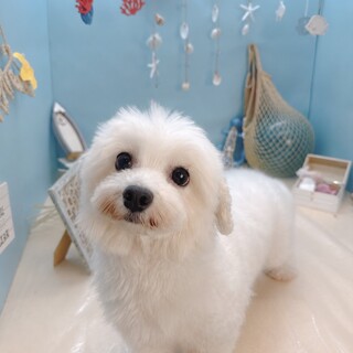 人懐っこくて甘えん坊♡マルチーズのあーちゃん