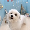 人懐っこくて甘えん坊♡マルチーズのあーちゃん サムネイル2