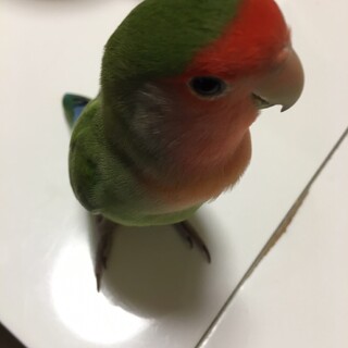 小桜インコ 青年期です