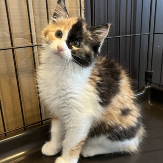 ふわふわ可愛い三毛長毛♡いとちゃん2ヶ月