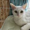 甘えん坊　しっぽだけ茶トラ模様 サムネイル2