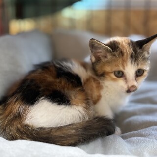 可愛い三毛猫