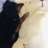 みちょまるふぉい