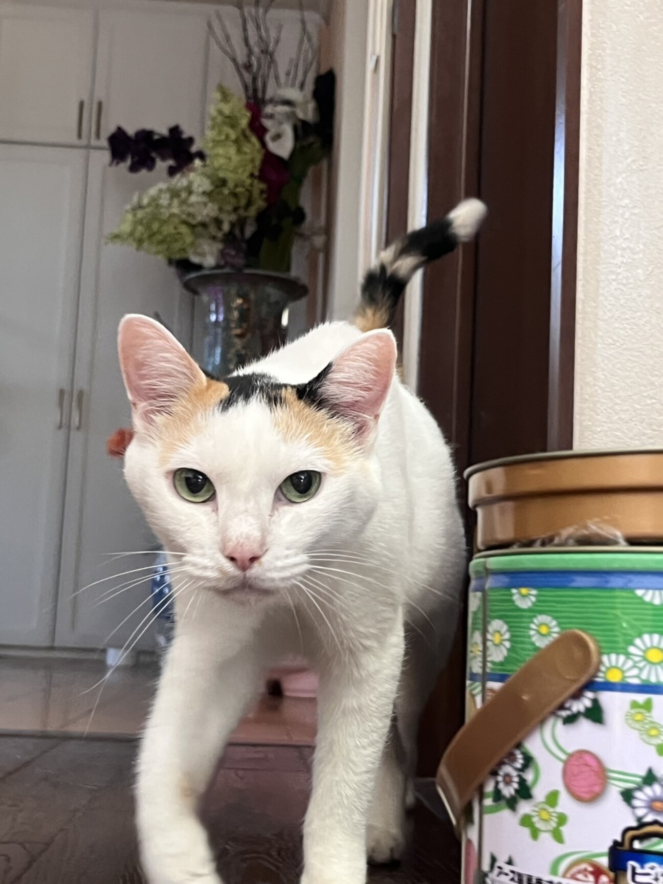 ベタ慣れ白三毛ちゃん」大阪府 - 猫の里親募集(545273) :: ペットの