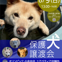保護犬譲渡会 オリンピック小金井店
