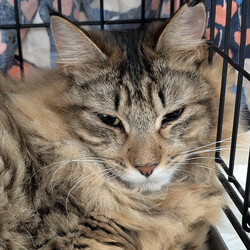 ペッツクローバー柏の葉店保護猫譲渡会 サムネイル2