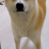 秋田犬　里親募集