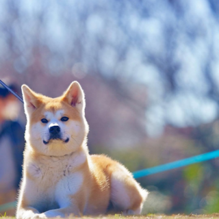 秋田犬　里親募集