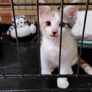 タレ目な困り顔がかわいいクーちゃん
