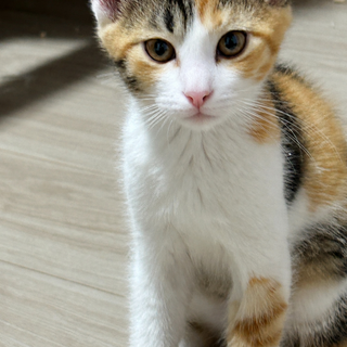 子猫のノアちゃん（2カ月、サビ、女の子）