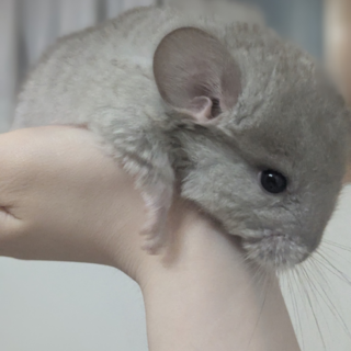 お顔が可愛い♡／チンチラメス／シナモン
