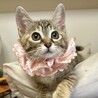 センターからお利口兄妹☆スズちゃん サムネイル3