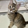 センターからお利口兄妹☆スズちゃん サムネイル4