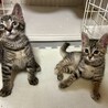 センターからお利口兄妹☆スズちゃん サムネイル5