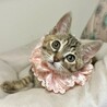 センターからお利口兄妹☆スズちゃん サムネイル2