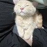 アカネコ3