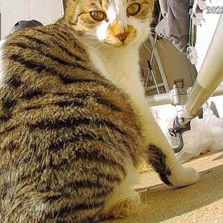 千葉／猫が大好きな、キジシロの男の子です