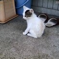 千葉/子猫 人馴れ練習中