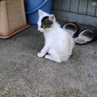 千葉/子猫 人馴れ練習中