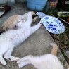 千葉/子猫 人馴れ練習中 サムネイル2