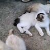 千葉/子猫 人馴れ練習中 サムネイル3