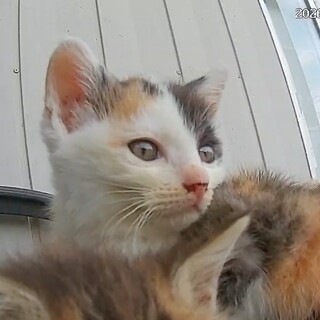 千葉/子猫 人馴れ練習中