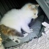 千葉/子猫 人馴れ練習中 サムネイル2