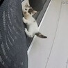 千葉/子猫 人馴れ練習中 サムネイル3