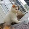 千葉/子猫 人馴れ練習中 サムネイル4