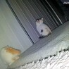 千葉/子猫 人馴れ練習中 サムネイル5