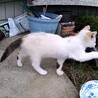 千葉/子猫 人馴れ練習中 サムネイル6
