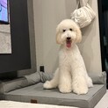 人懐っこく甘えん坊な1歳のスタンダードプードル✨