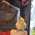 オカメインコ里親募集