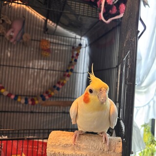オカメインコ里親募集
