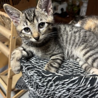  キジトラ好きさんお薦め❤️
