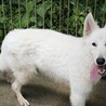 ホワイトシェパードの男の子 サムネイル1