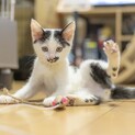 「だいふく」