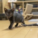 「あんこ」