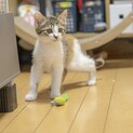 よるちゃん