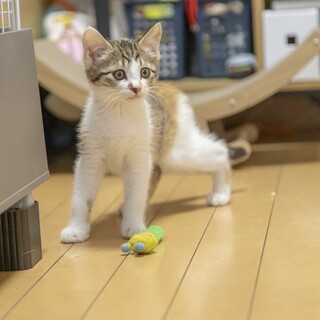 遊ぶの大好き「よる」