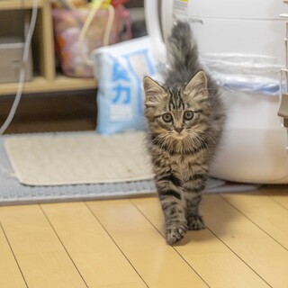 応募多数のため一時停止　「つきちゃん」