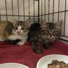 つきちゃん サムネイル4