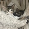 つきちゃん サムネイル5