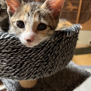 ちょっぴりお間抜け顔の可愛い三毛猫❤️