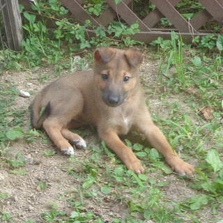 生後二ヶ月人が大好き甘えん坊おす子犬
