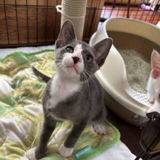 グレーハチワレの保護猫里親募集情報 :: ペットのおうち【里親決定30万