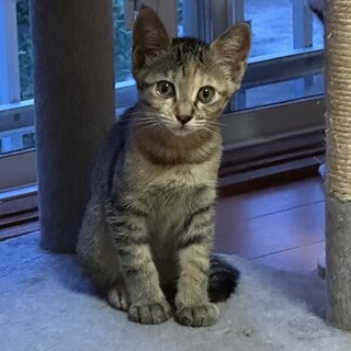 ちょっとビビリなおてんばちゃん　しおちゃん