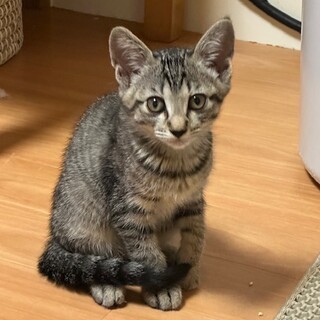 ちょっとビビリなおてんばちゃん　さとちゃん